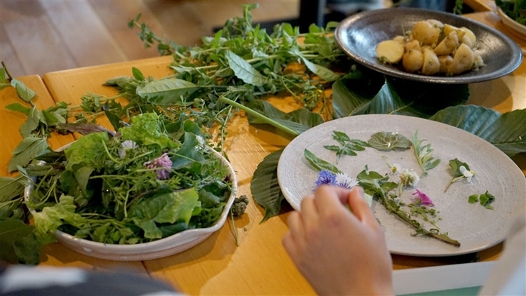 庭で摘んだ山野草の料理