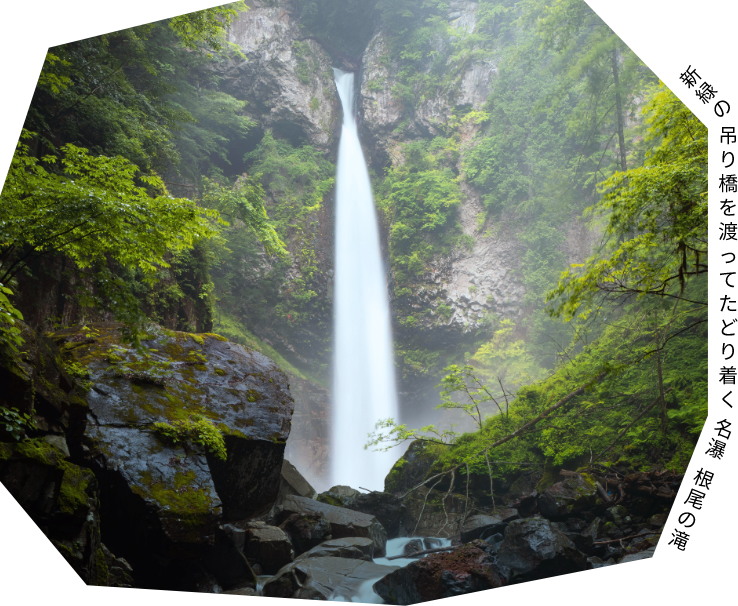 新緑の吊り橋を渡ってたどり着く名瀑根尾の滝