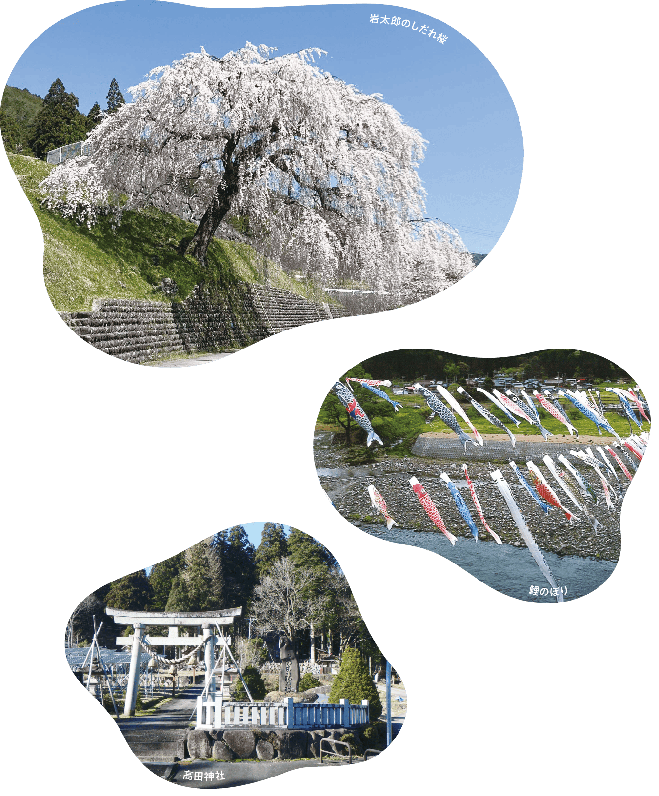 岩太郎のしだれ桜、鯉のぼり、高田神社