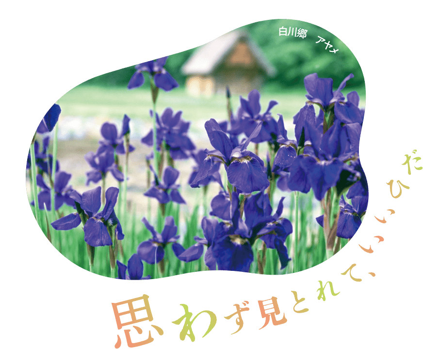 白川郷 アヤメ