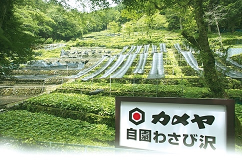 わさびごまだれ(カメヤ食品) 【宅配】