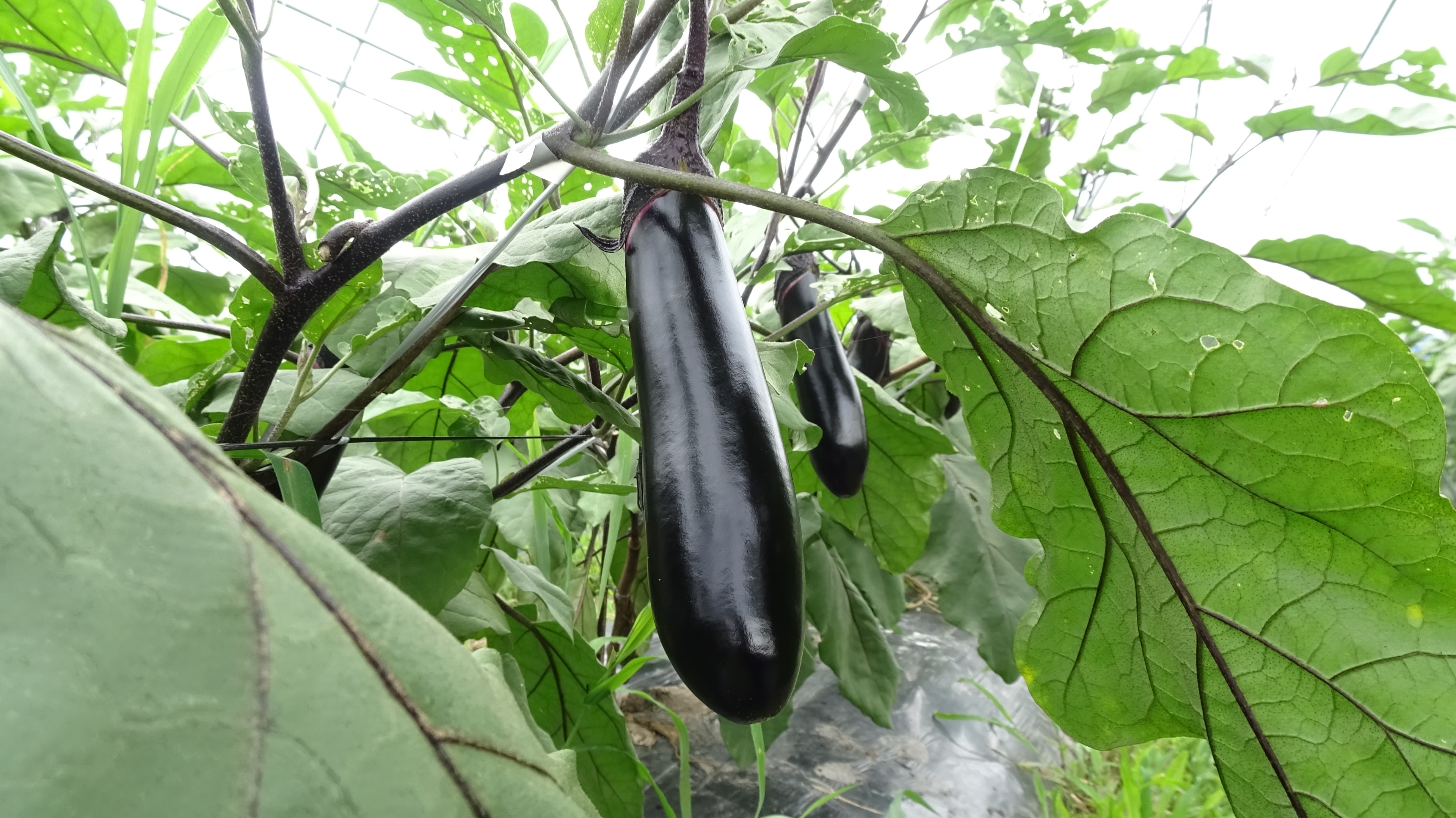 若手農家に出会う ーみずみずしい旬のナスを収穫し、採れたてのナスを味わおう 9月10日(土)・大人