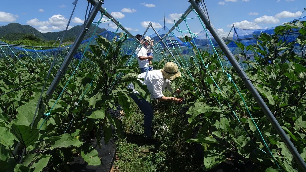 若手農家に出会う ーみずみずしい旬のナスを収穫し、採れたてのナスを味わおう 9月10日(土)・大人