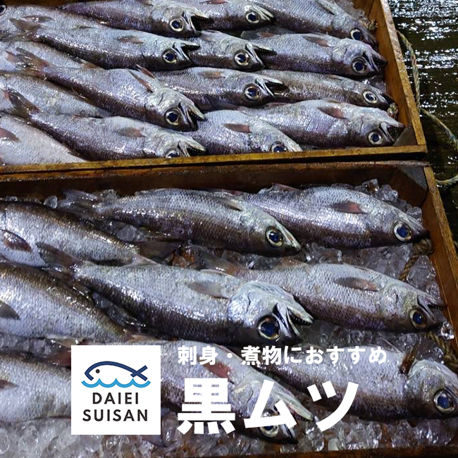 三河産　黒ムツ　約500ｇ１尾入り