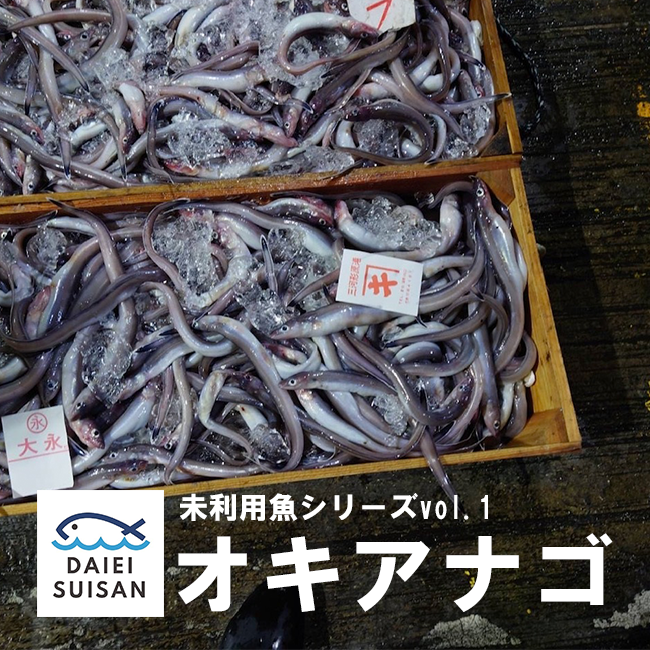 【未利用魚シリーズvol.1】オキアナゴ