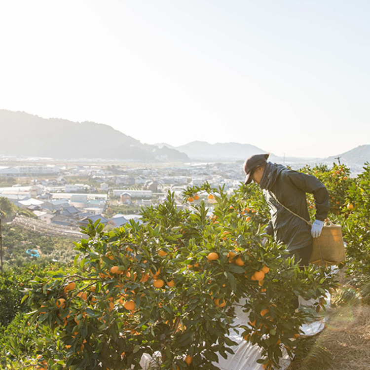 【数量限定】【送料込み】【和歌山県】早和果樹園飲むみかんジュース１８０ml×１２本（新幹線パーサーオリジナルスカーフ１枚付）