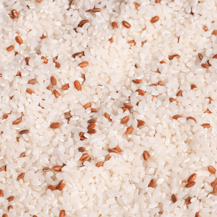 【送料込み】【神奈川県】五ツ星お米マイスターお仕立て米　福福米　　450g 　夏パッケージ（戸塚正商店） 夏デザイン