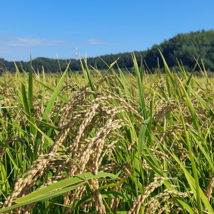 【送料込み】【愛知県】知多ぶる　純米吟醸　ワイン酵母 ※冷蔵配送
