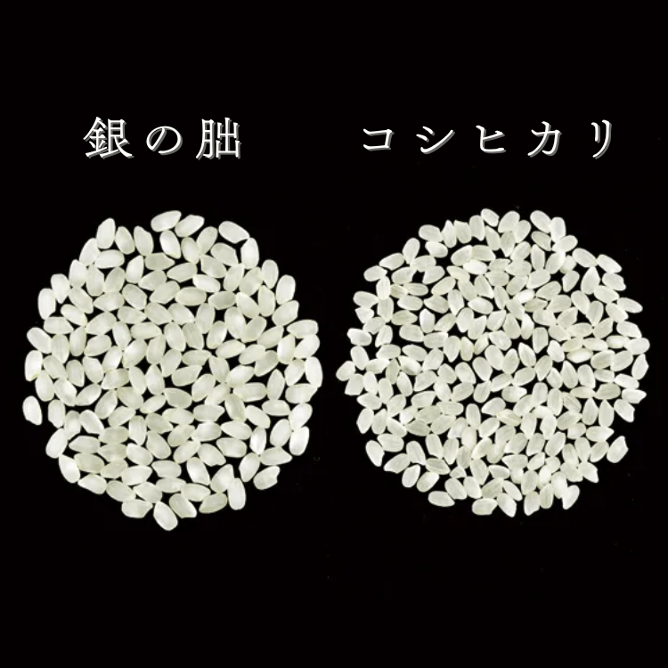 【送料込み】【岐阜県】特別栽培米 銀の朏 白米 ５ｋｇ（まん丸屋） 5kg