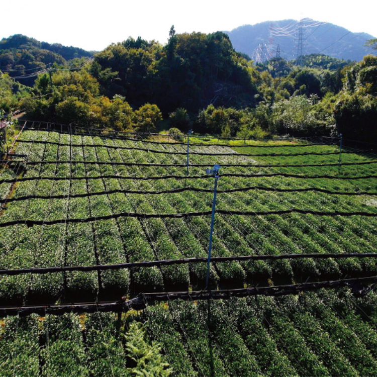 【送料込み】【京都府】結鶴プリン6個セット(バニラ/ほうじ茶 各3個)(茶寮ゆらり) ※冷蔵配送