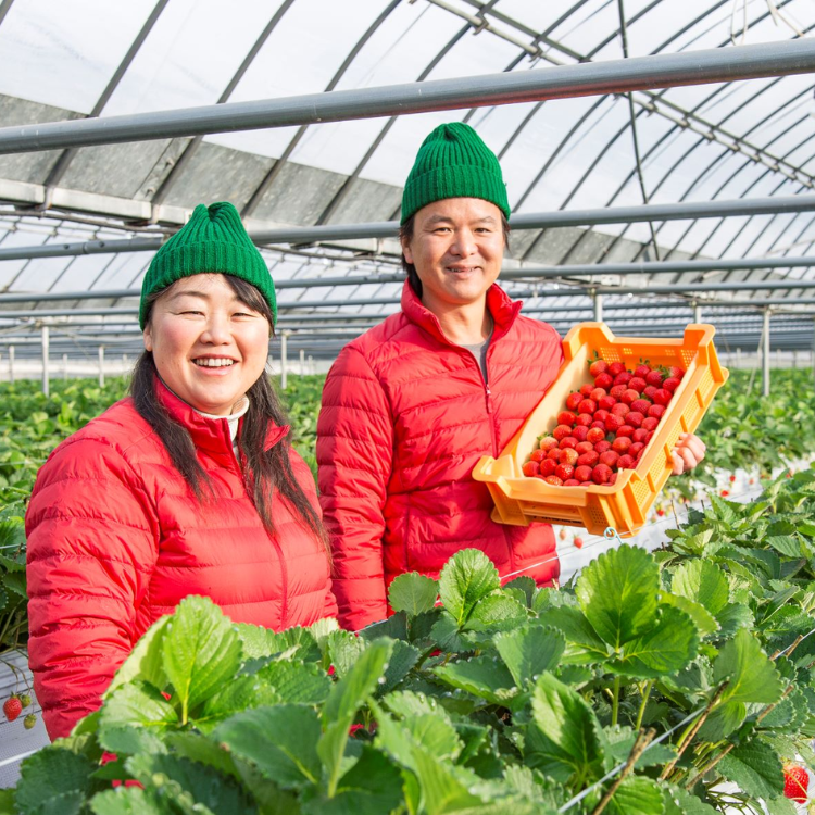 【母の日限定】【福岡県】博多あまおう　花いちごのアイス 【送料込み】※冷凍配送