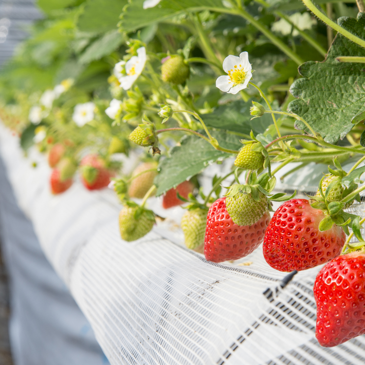 【母の日限定】【福岡県】博多あまおう　花いちごのアイス 【送料込み】※冷凍配送