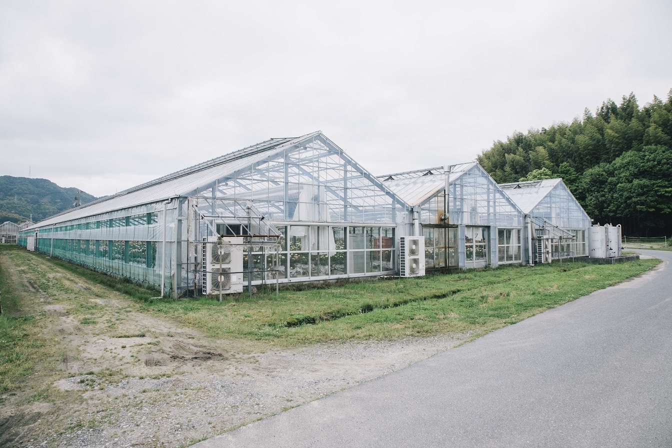 【送料込み】【山口県】ホシファーム　フリルブーケ　パッション８本＆銀座千疋屋　銀座チョコパウンドケーキ