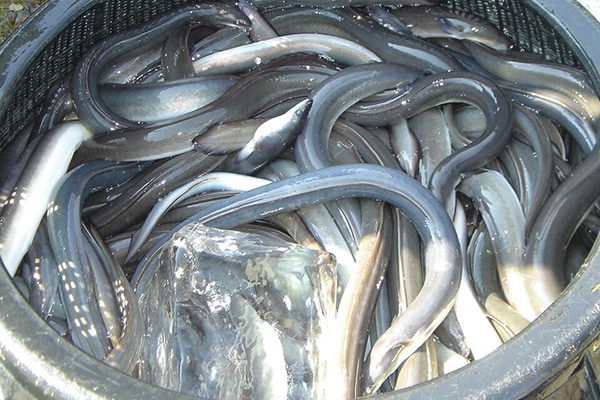 【送料込み】【静岡県】静岡産マルマうなぎ蒲焼うなぎ蒲焼3尾(計360g) ※冷凍配送