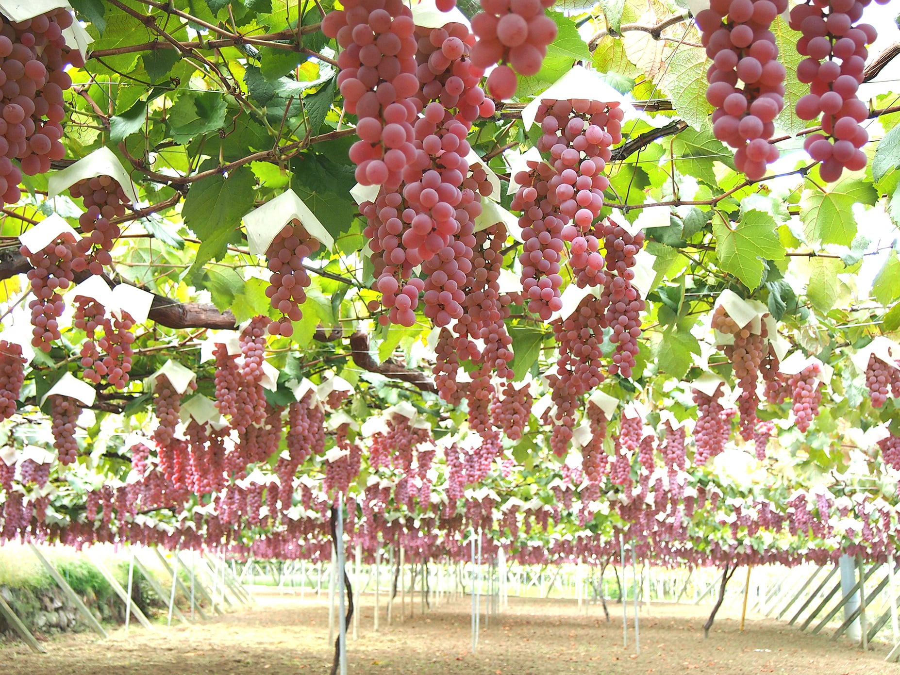 【送料込み】【山梨県】勝沼醸造 山梨甲州 樽発酵 白 750ml（勝沼醸造）