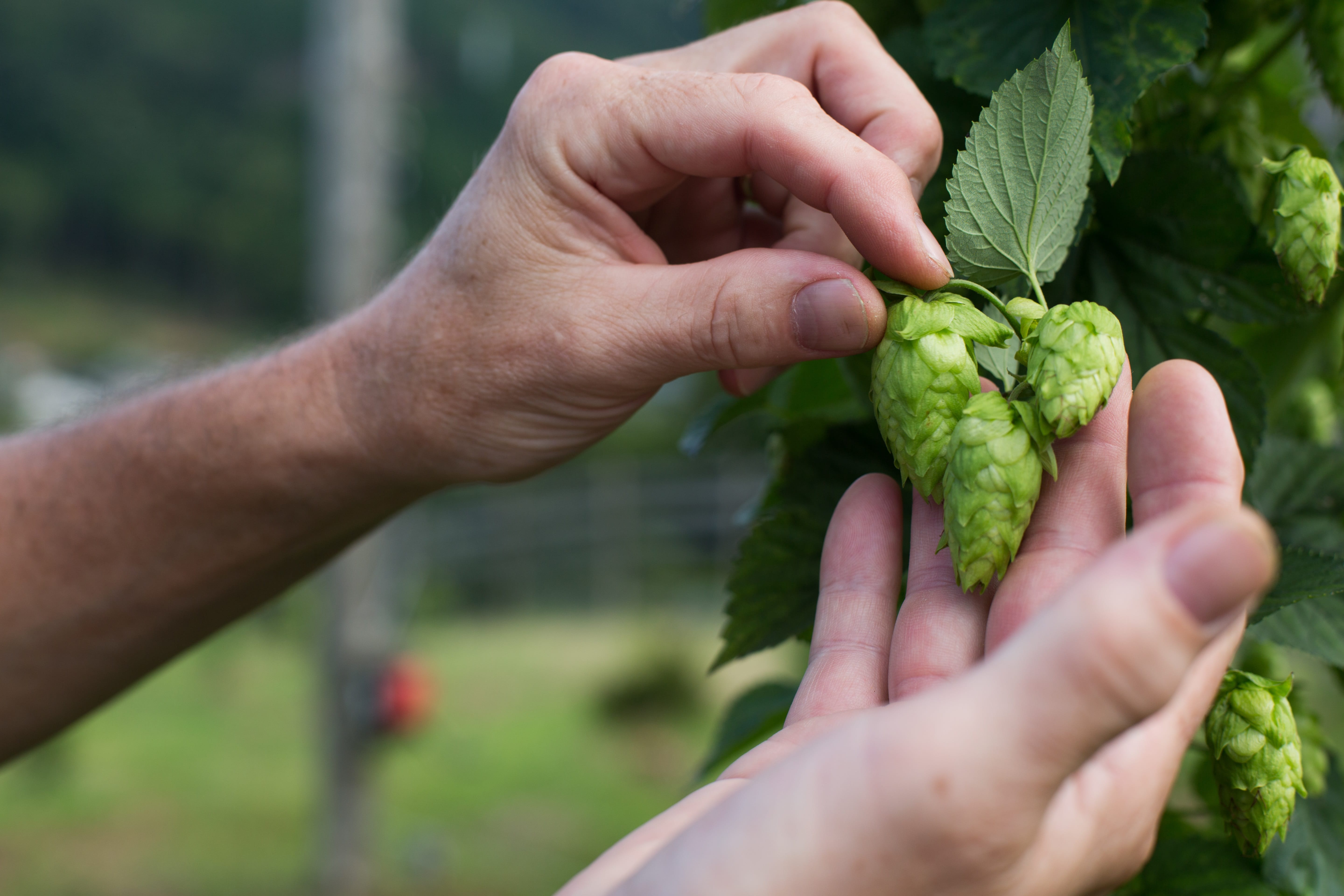 【送料込み】【静岡県】６本セットA（ベアードビール） ※冷蔵配送