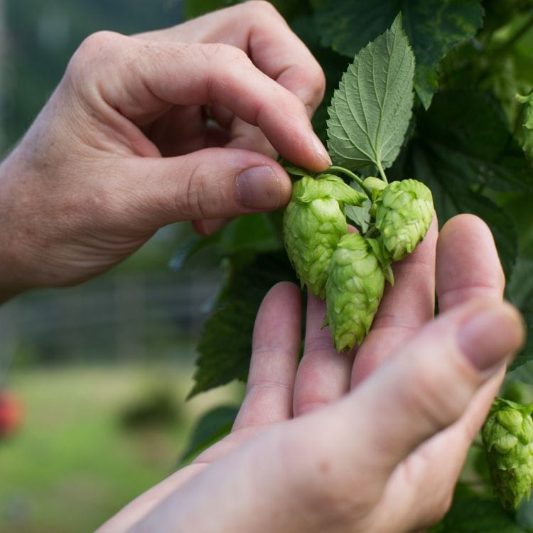 【送料込み】【静岡県】ベアードビールラガー3種（6本）セット（ベアードブリューイング） ※冷蔵配送