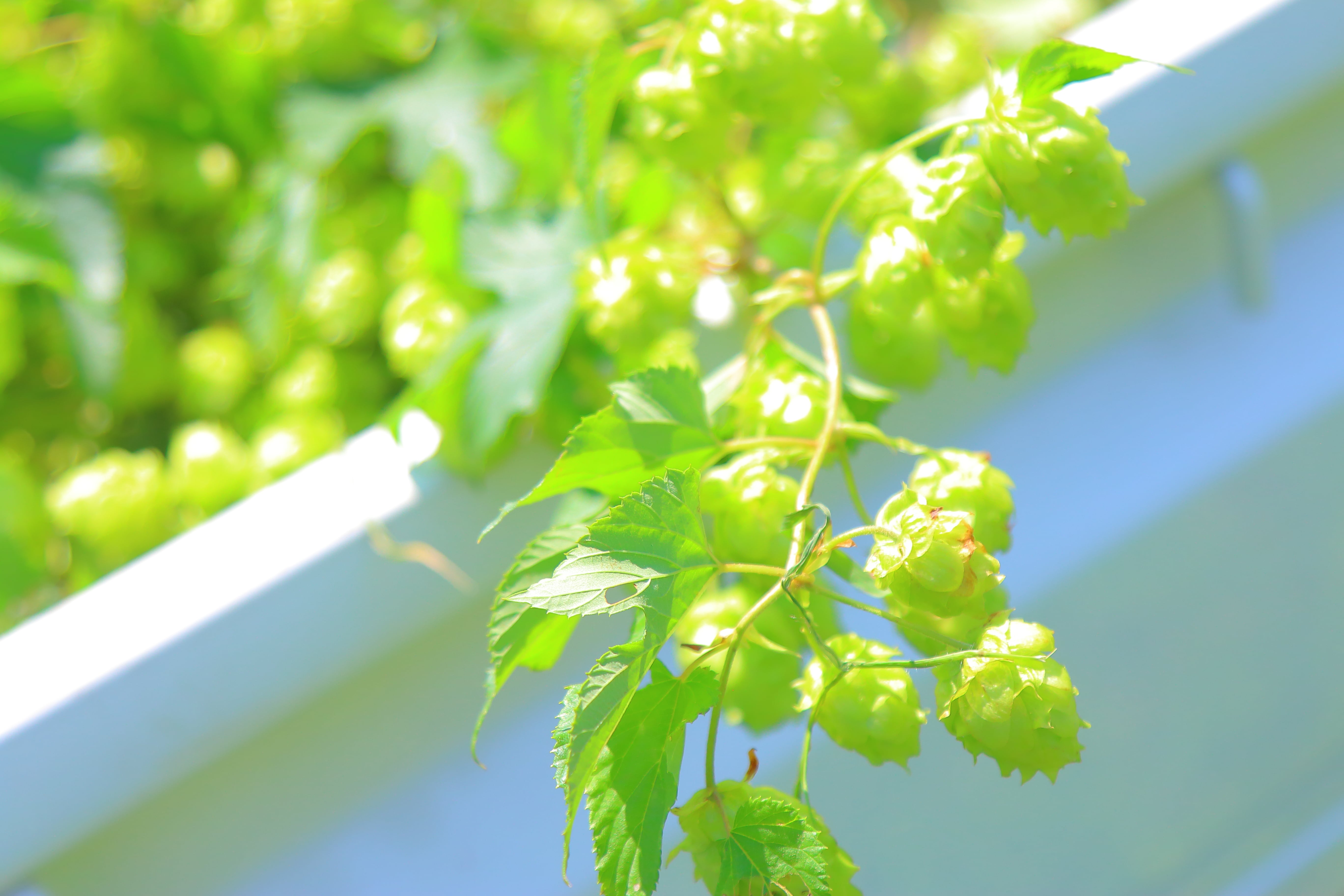 【送料込み】【静岡県】IPAトリオセット（HORSEHEAD LABS） ※冷蔵配送