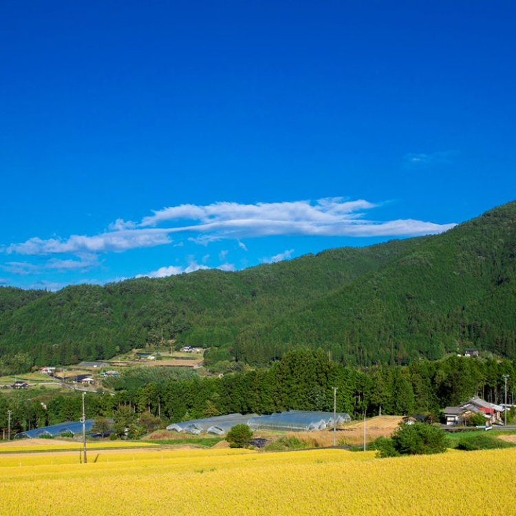 【送料込み】【岐阜県】特別栽培米 銀の朏 白米 2kg(まん丸屋) 2kg