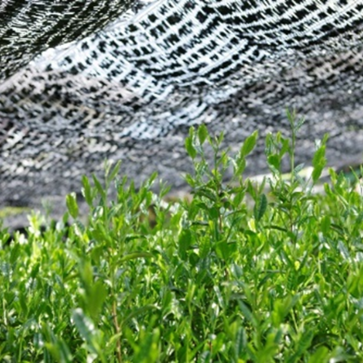 【送料込み】【当社限定】【京都府】宇治茶一煎パックセット(6個入)ドクターイエロータンブラーおでかけセット(ノベルティ付)(京都府茶協同組合)