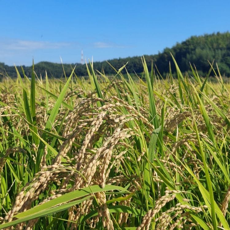 【送料込み】【愛知県】知多ぶる 純米大吟醸 薫酒 ※冷蔵配送