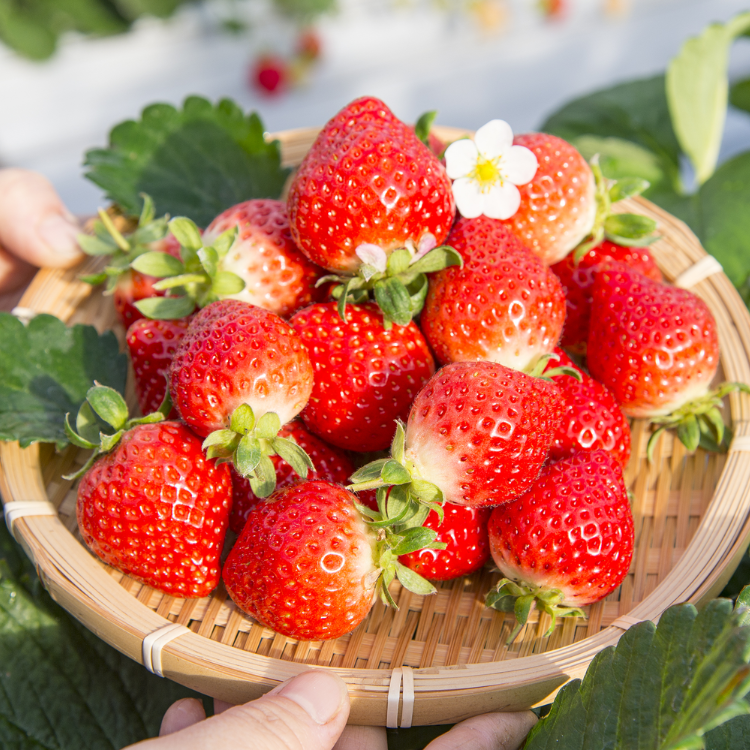 【母の日限定】【福岡県】博多あまおう　花いちごのアイス 【送料込み】※冷凍配送