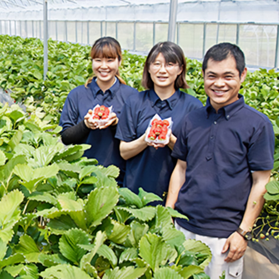 【予約商品】【送料込み】【福島県】HAREYAKA BERRY(はれやかベリー） （紅白大玉３個セット） ※特製スリーブ入り 【紅白大玉３個セット】