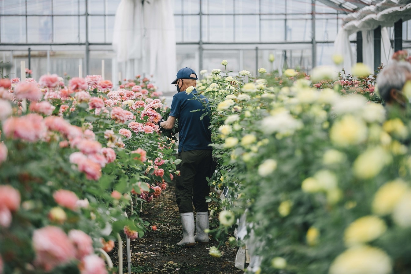 【送料込み】【山口県】フリルブーケ　スイート　８本
