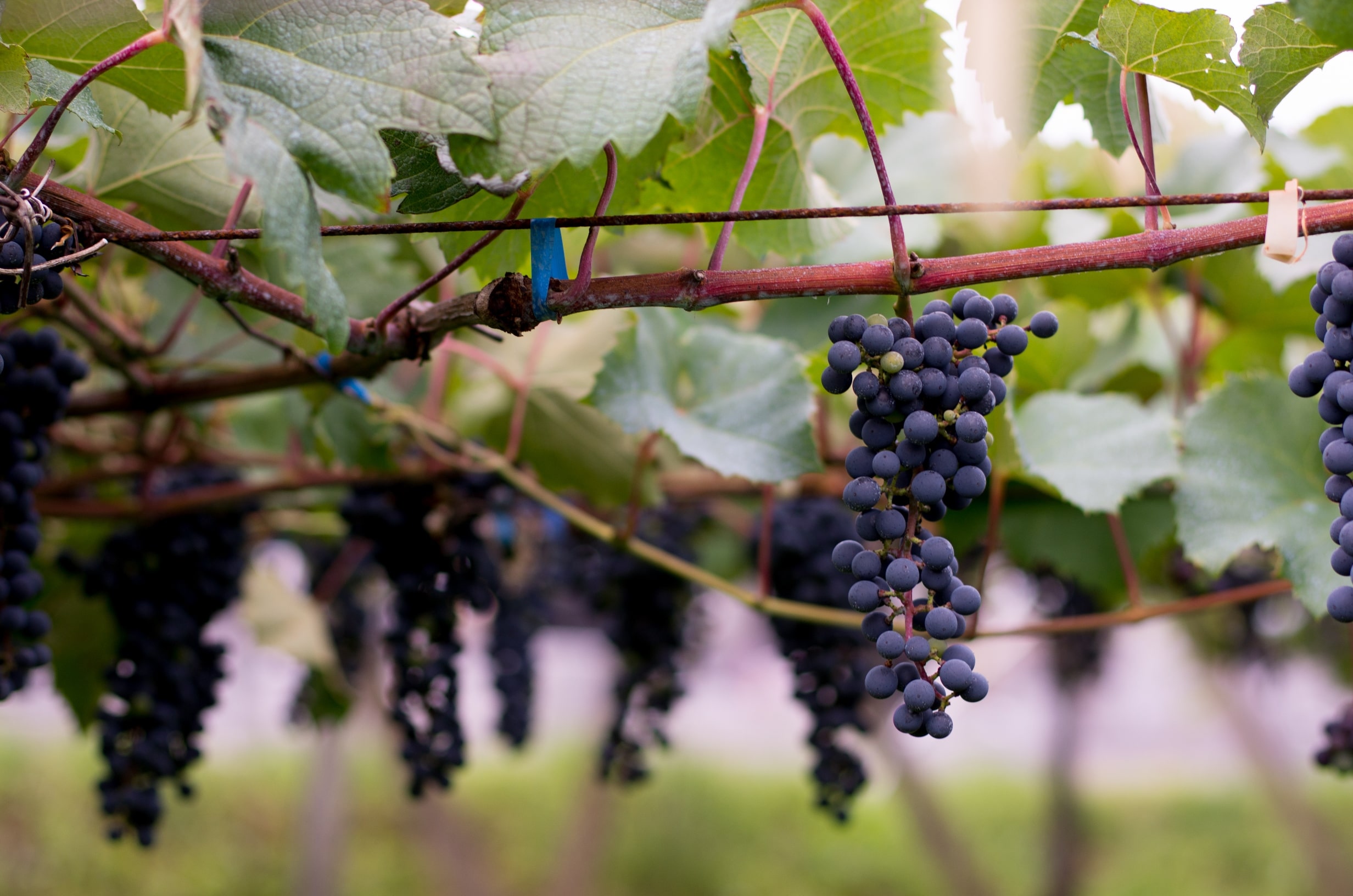 【送料込み】【岩手県】紫波 リースリング リオン 白 750ml（紫波フルーツパーク）