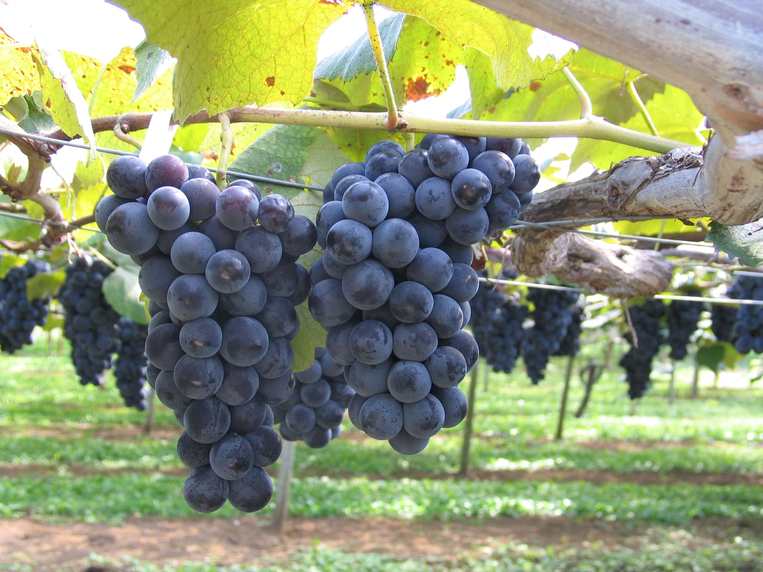 【送料込み】【岩手県】エーデルワイン ナイアガラスパークリングワイン白 720ml（エーデルワイン）