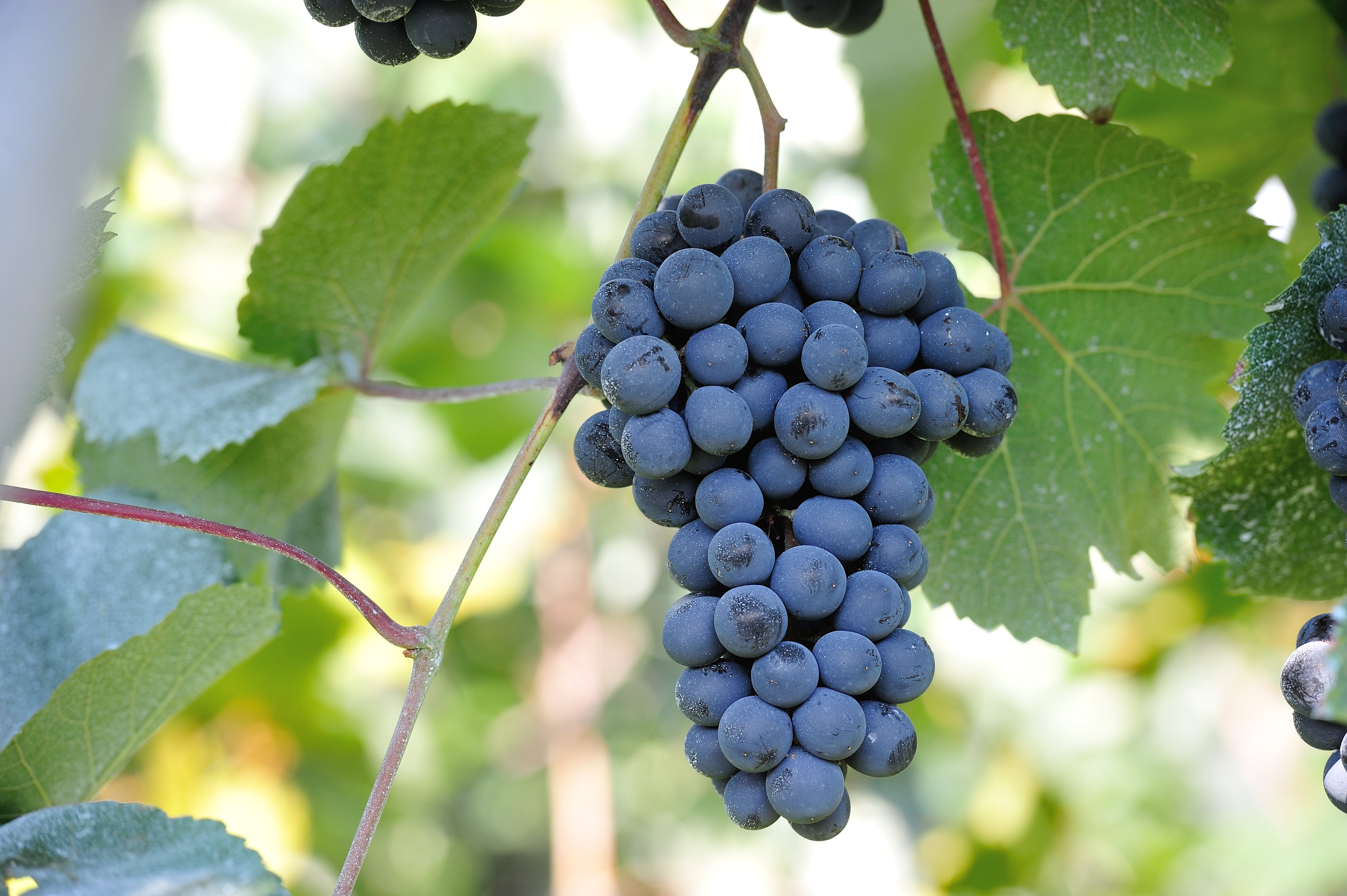 【送料込み】【新潟県】岩の原 善 スパークリング白  750ml（岩の原葡萄園）