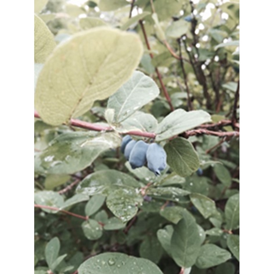 【送料込み】【北海道】「乳蔵」北海道アイスクリーム6種6個（乳蔵）※冷凍配送 【熨斗対応可】 ６種６個