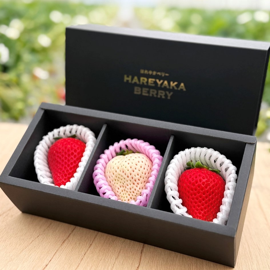 【予約商品】【送料込み】【福島県】HAREYAKA BERRY(はれやかベリー） （紅白大玉３個セット） ※特製スリーブ入り