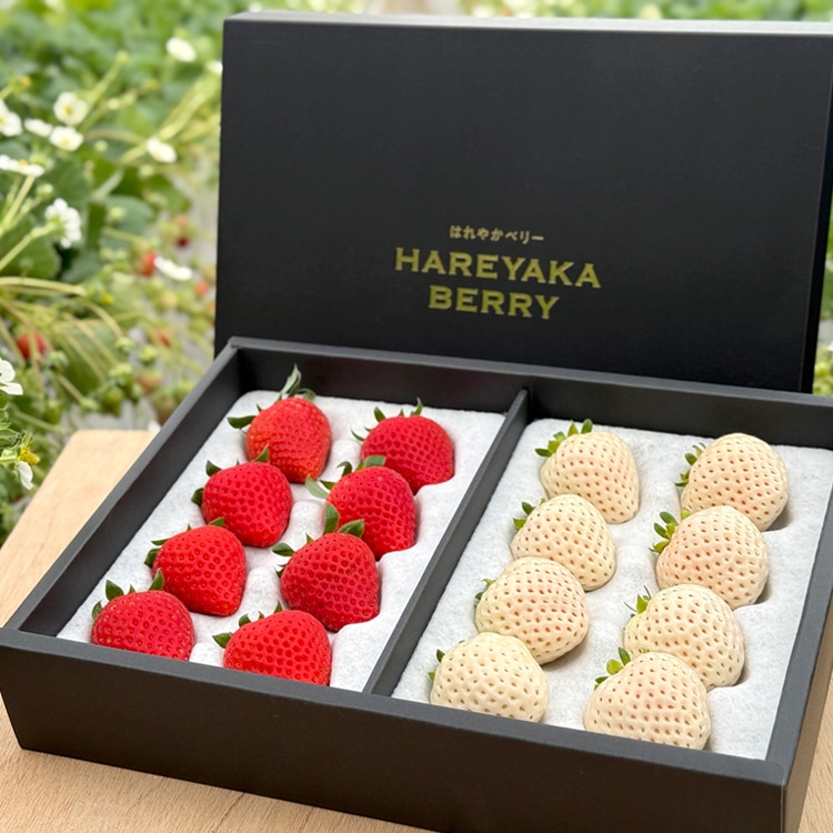 【期間限定】【送料込み】【福島県】HAREYAKA BERRY(はれやかベリー） （紅白２パックセット） ※特製スリーブ入り