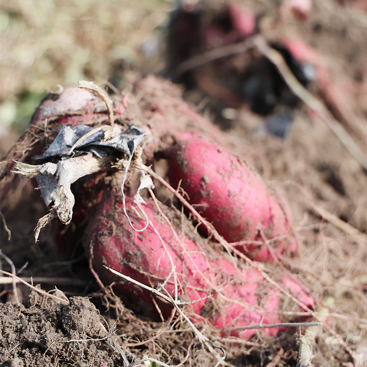 京都で育った恵みの紫芋パープルスイートロード
