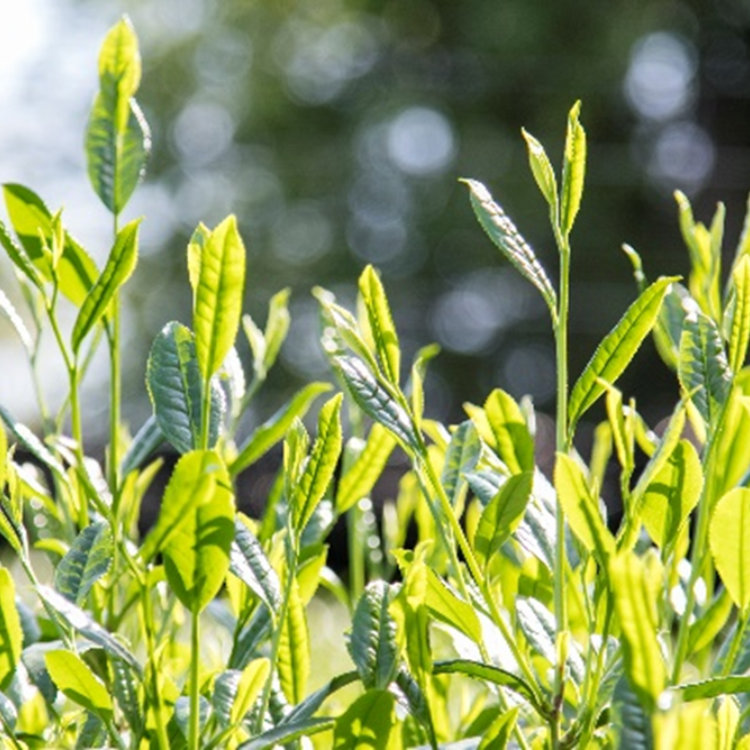 京都のこだわりのお茶２種