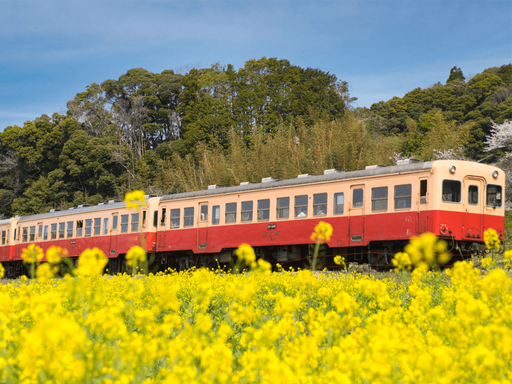 菜の花畑と電車