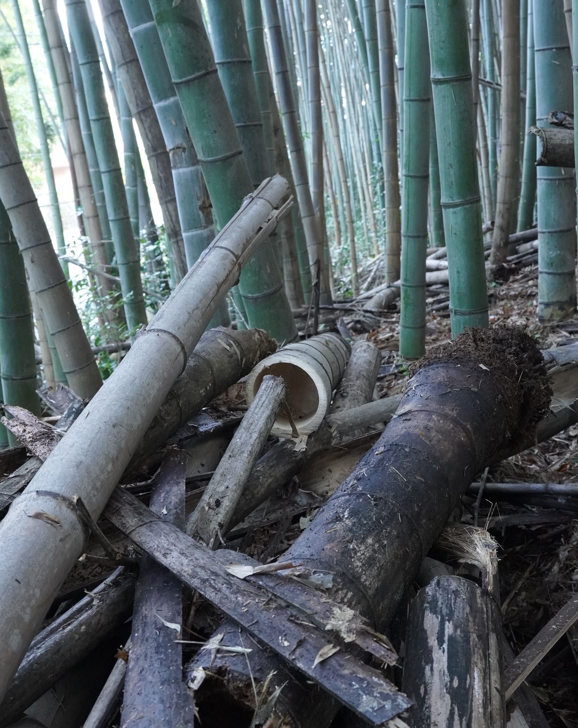 【日付を選んで下さい/大人】〈夏休み企画！〉竹を切る、楽しむ、味わう！～里山保全から学ぶSDGs体験プログラム～ 日付を選んでください
