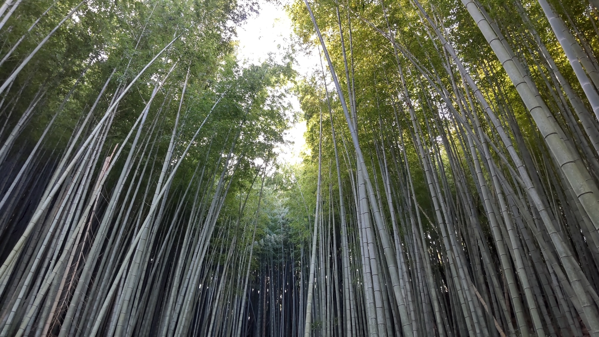 【日付を選んで下さい/大人】〈夏休み企画！〉竹を切る、楽しむ、味わう！～里山保全から学ぶSDGs体験プログラム～ 日付を選んでください