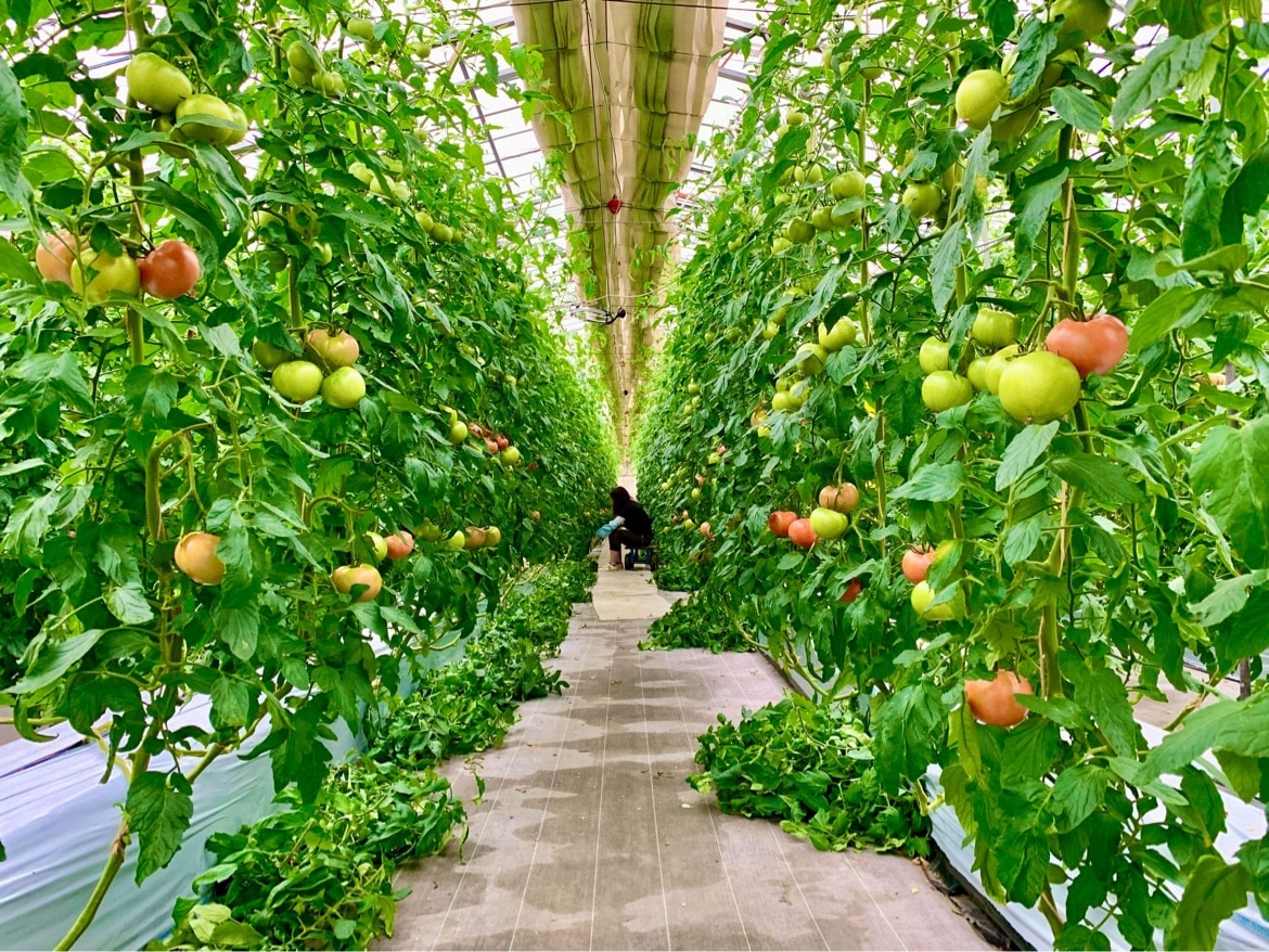 ［農業×フードロス］地域PRを実践するスタディプログラム【山梨県中央市 ヨダファーム】 ヨダファーム(10/28)