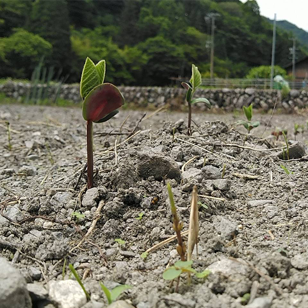 地域に伝わる「味噌づくり」で、身体と心に優しい体験をしませんか?