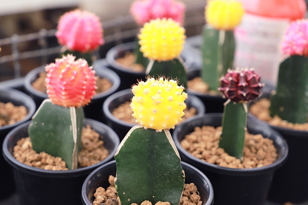 ＜3/6(金)＞「春日井の魅力応援ツアー」愛知東邦大学×JR東海バス 産学連携プロジェクト